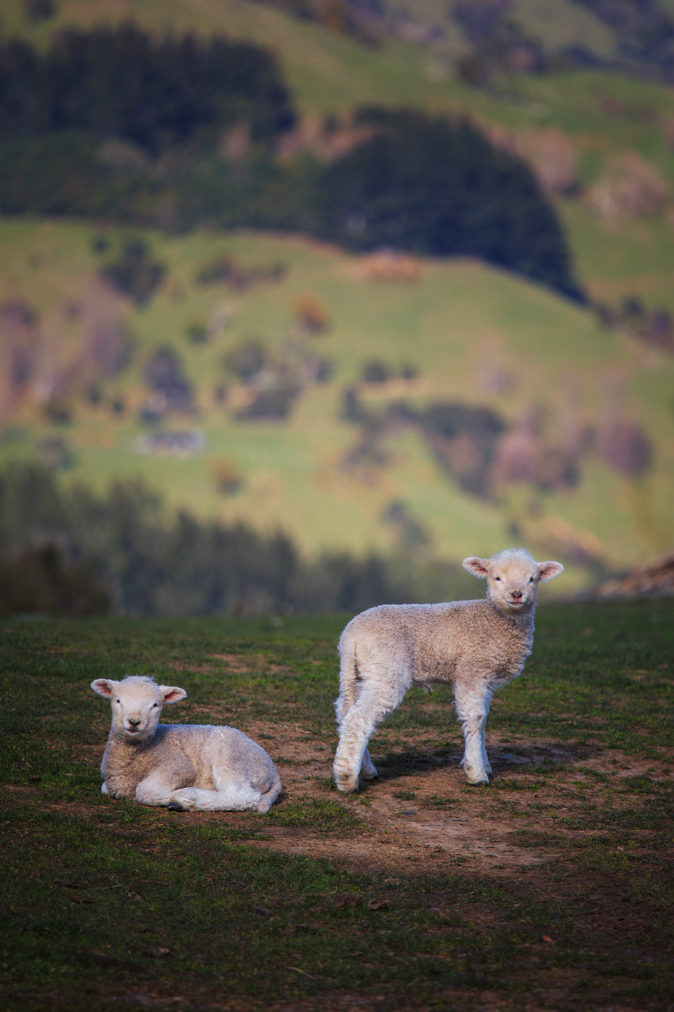 New Zealand Lambs