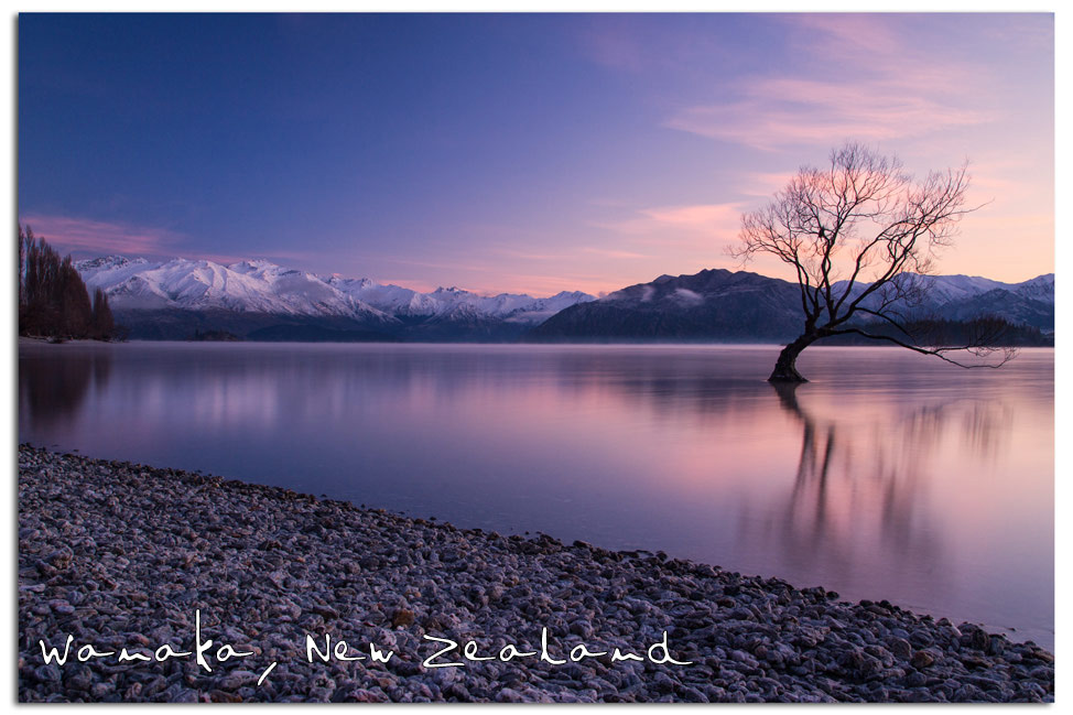 Wanaka Tree Sunrise