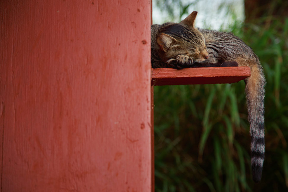 Lanai Cat Sanctuary