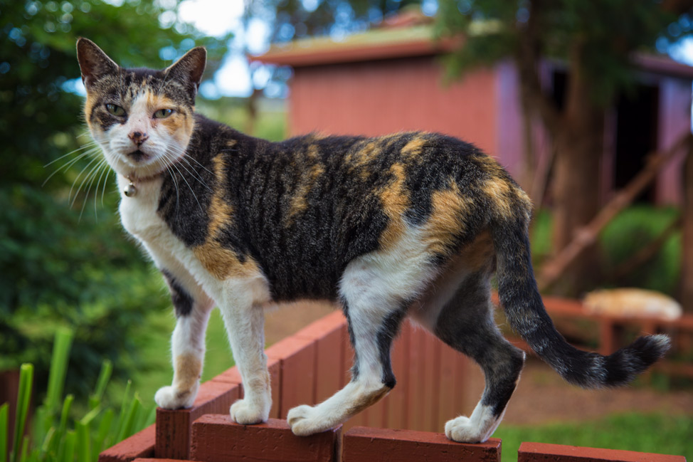 Cat on Fence - Lanai Cat Sanctuary