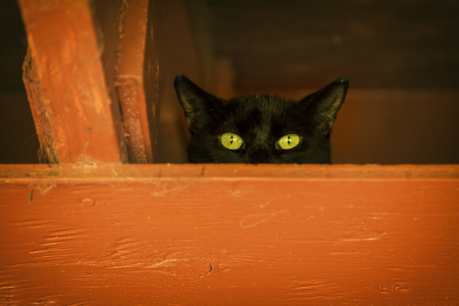 Green Eyes - Lanai Cat Sanctuary