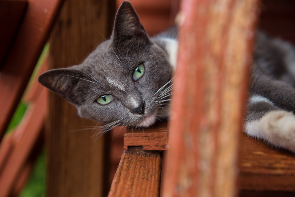 Poser Cat - Lanai Cat Sanctuary