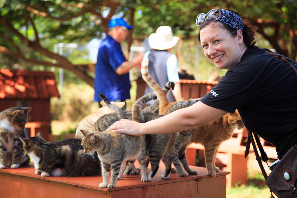 Pet All the Cats