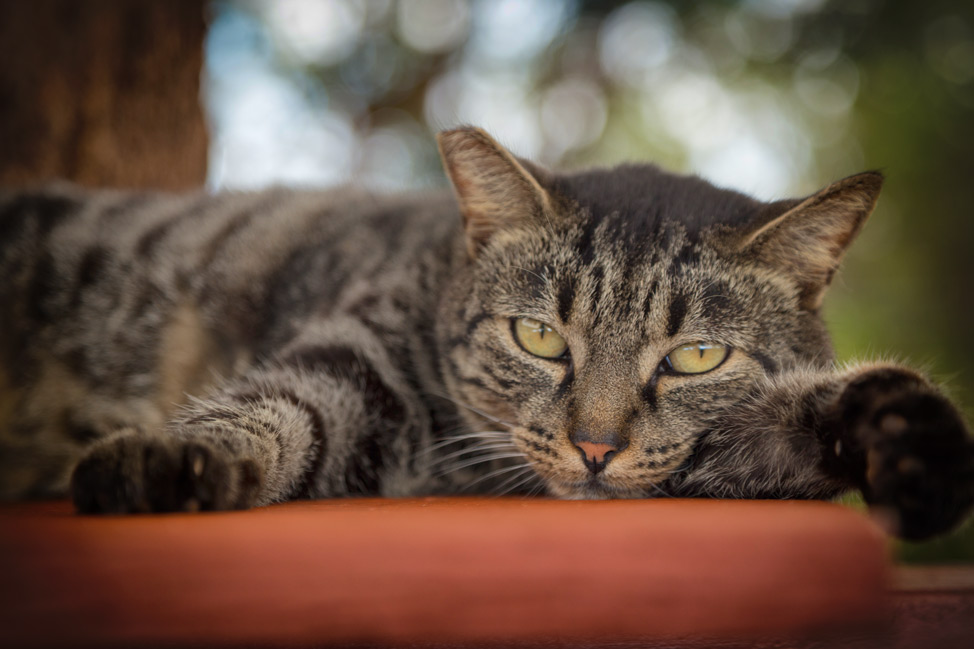 Lanai Cat Sanctuary - Staring