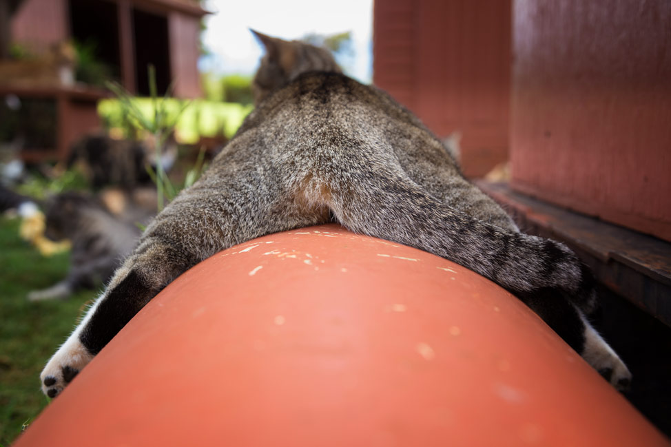 Tube Cat