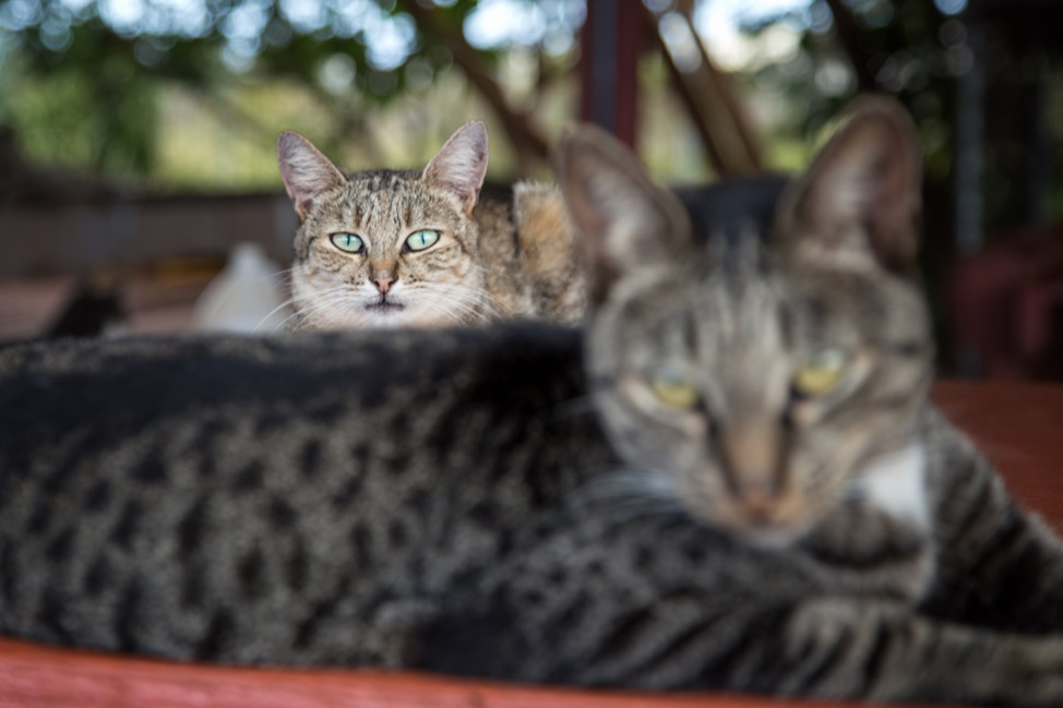 Lanai Cat Sanctuary - Portrait