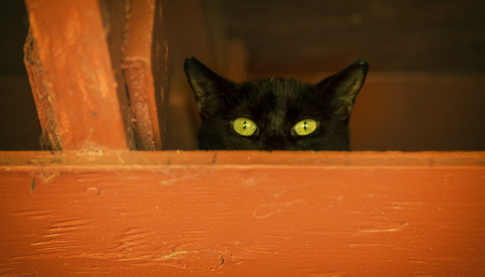 Nirvana for Kitties: The Lanai Cat Sanctuary thumbnail