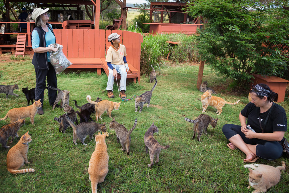 Lanai Cat Santuary - watching drone