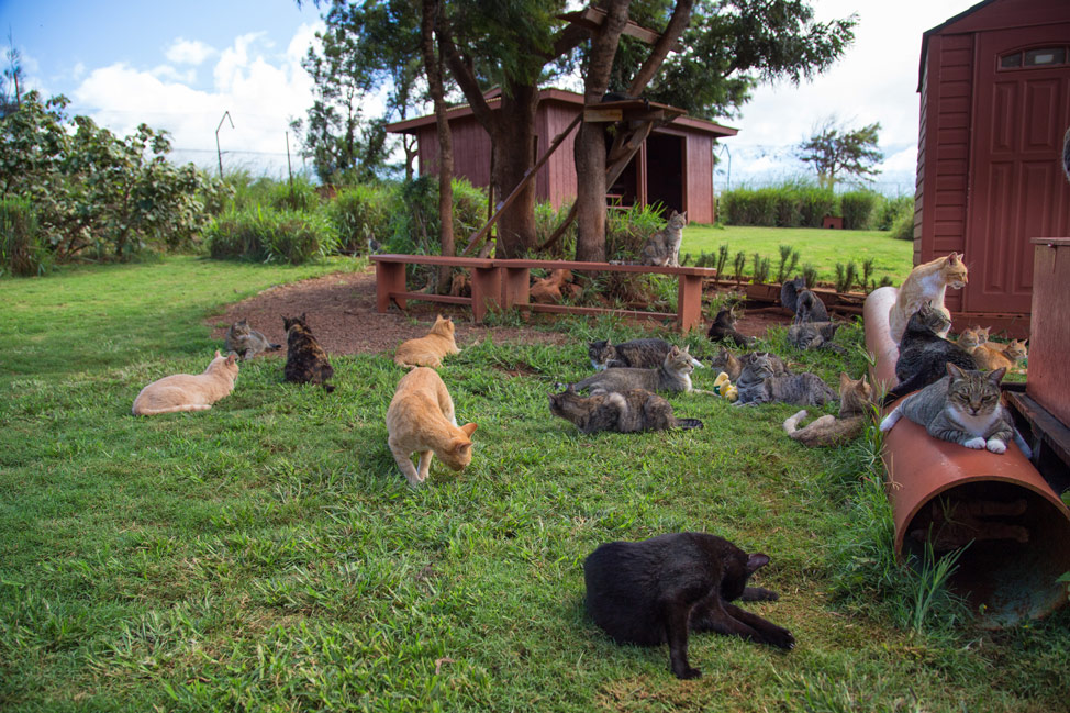 Lanai Cat Sanctuary