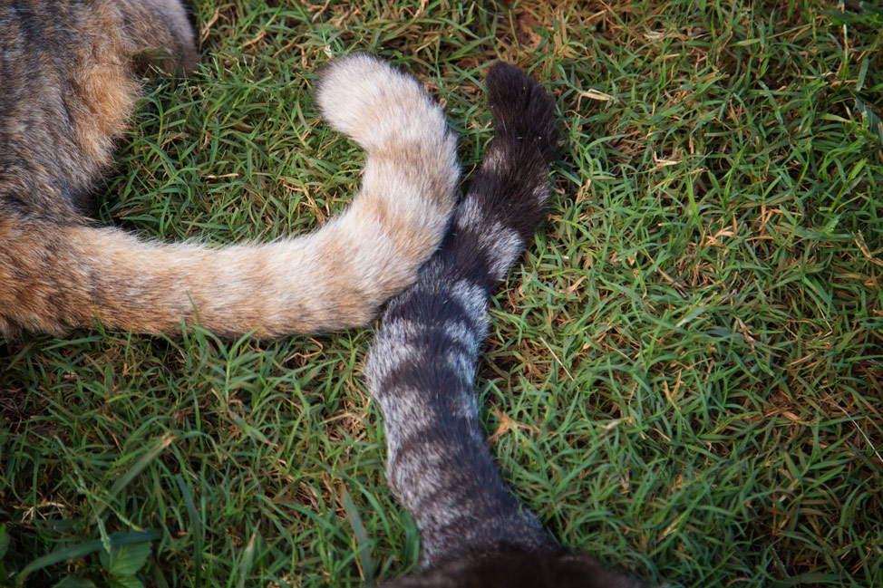 Cat tails