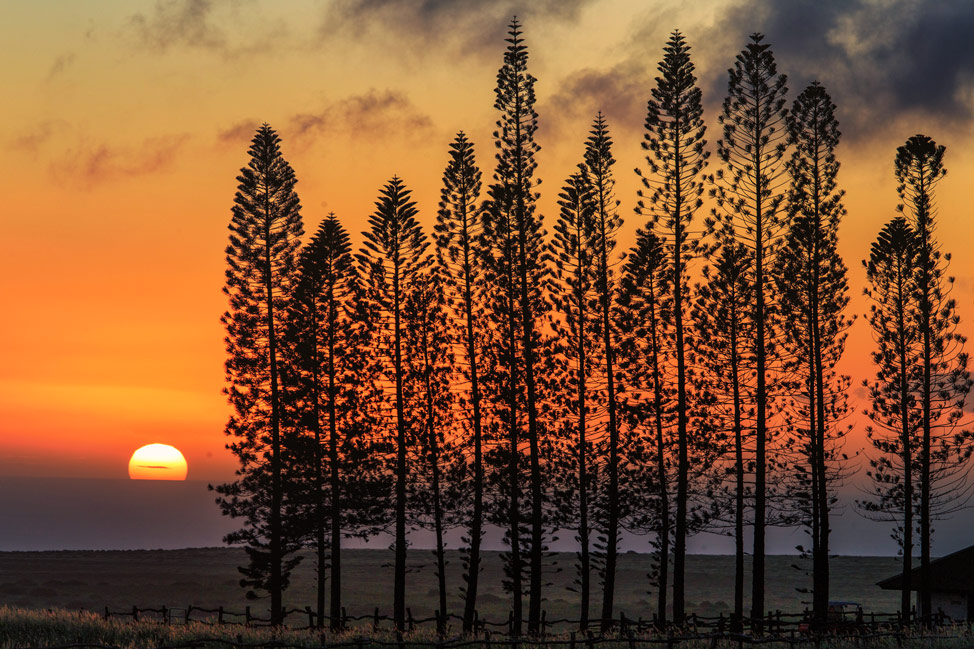 Lanai Sunset Pines