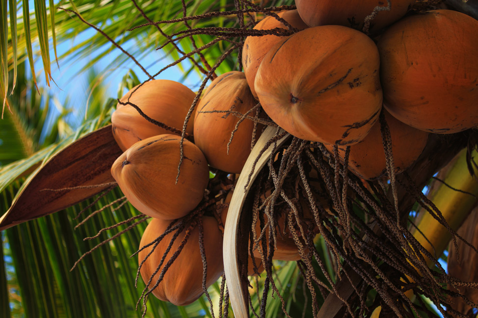 Molokai Coconuts