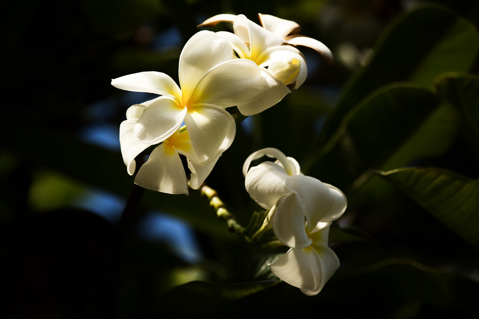 White Plumeria