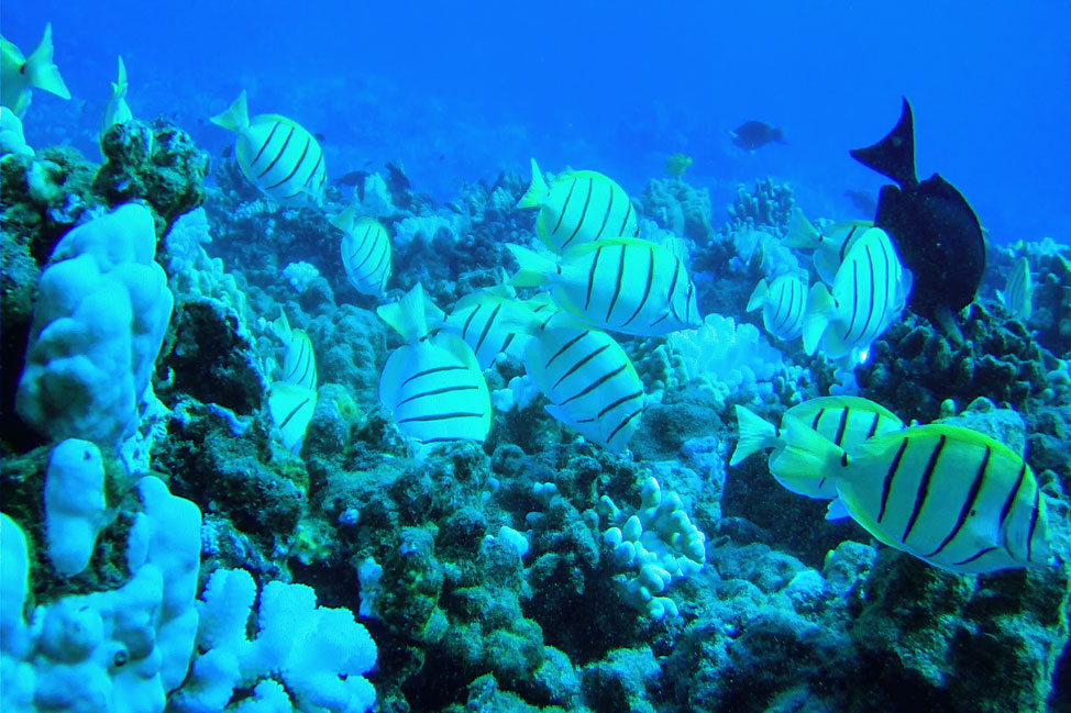 Lanai Coral