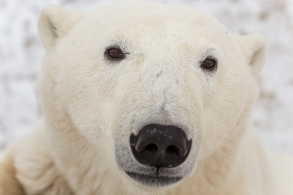 Up-Close-Polar-Bear