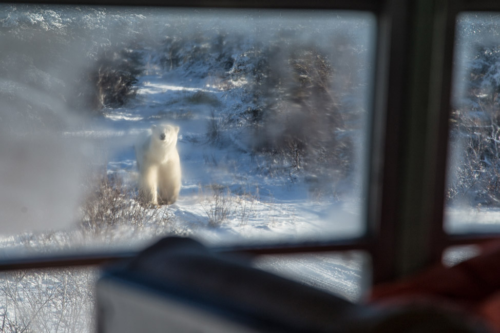 Polar Bear Visitor - Churchill, Manitoba