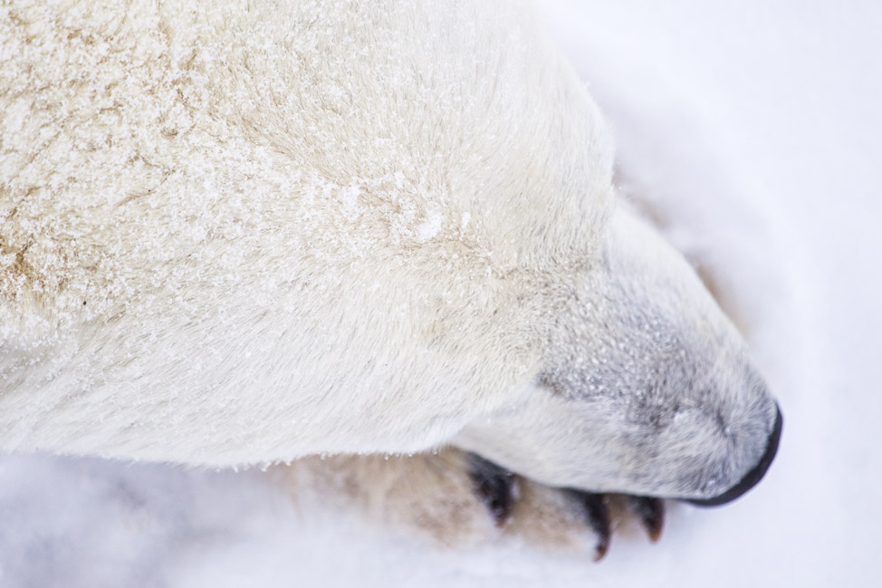 Sleepy Polar Bear