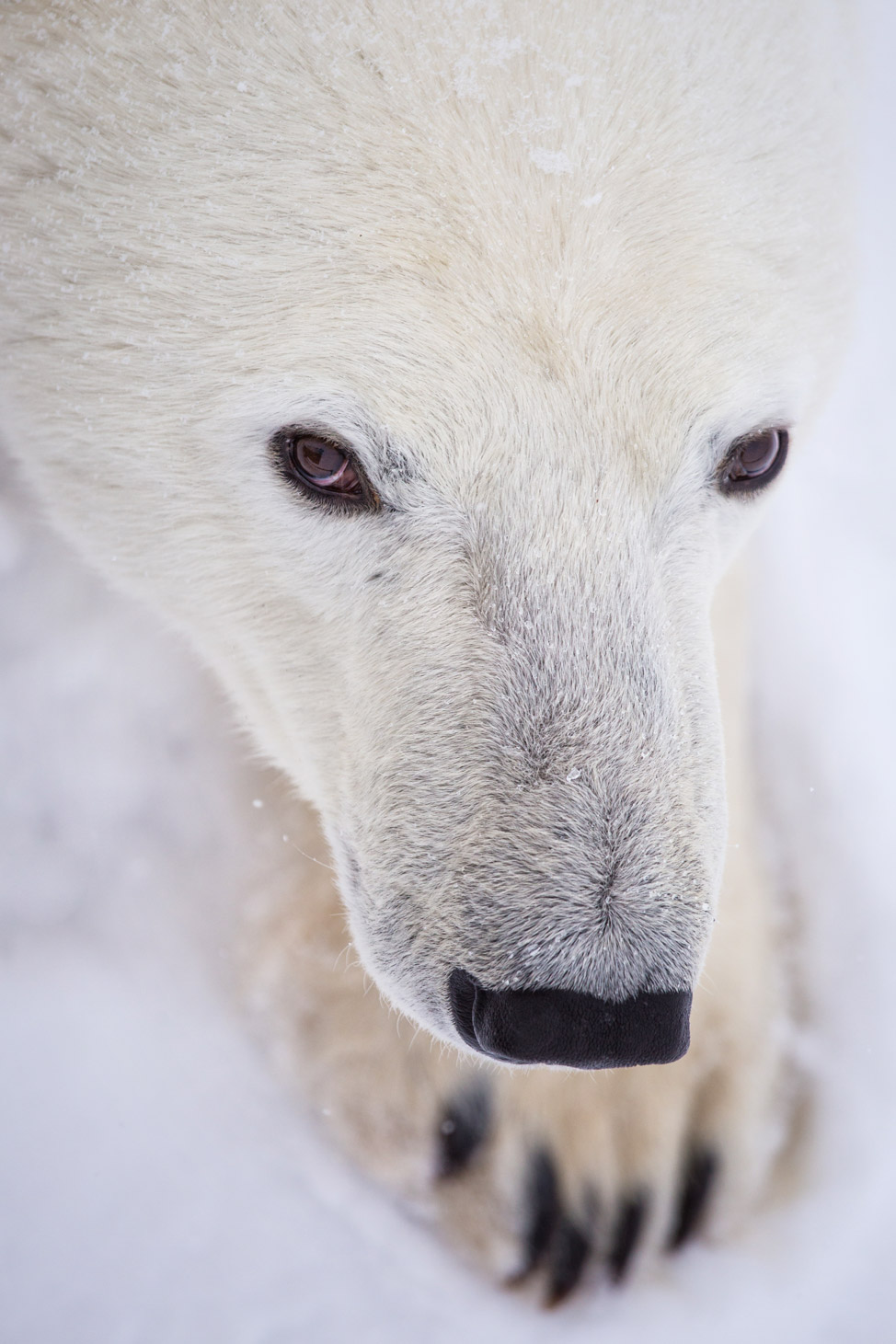 Polar Bear Portrait