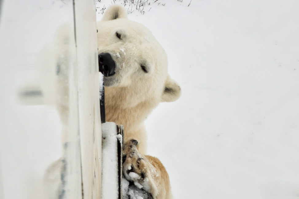 Polar Bear Buggy