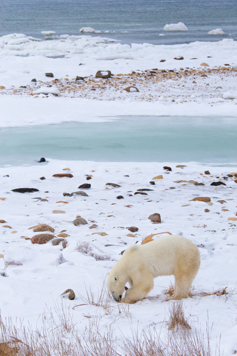 Hungry Polar Bear