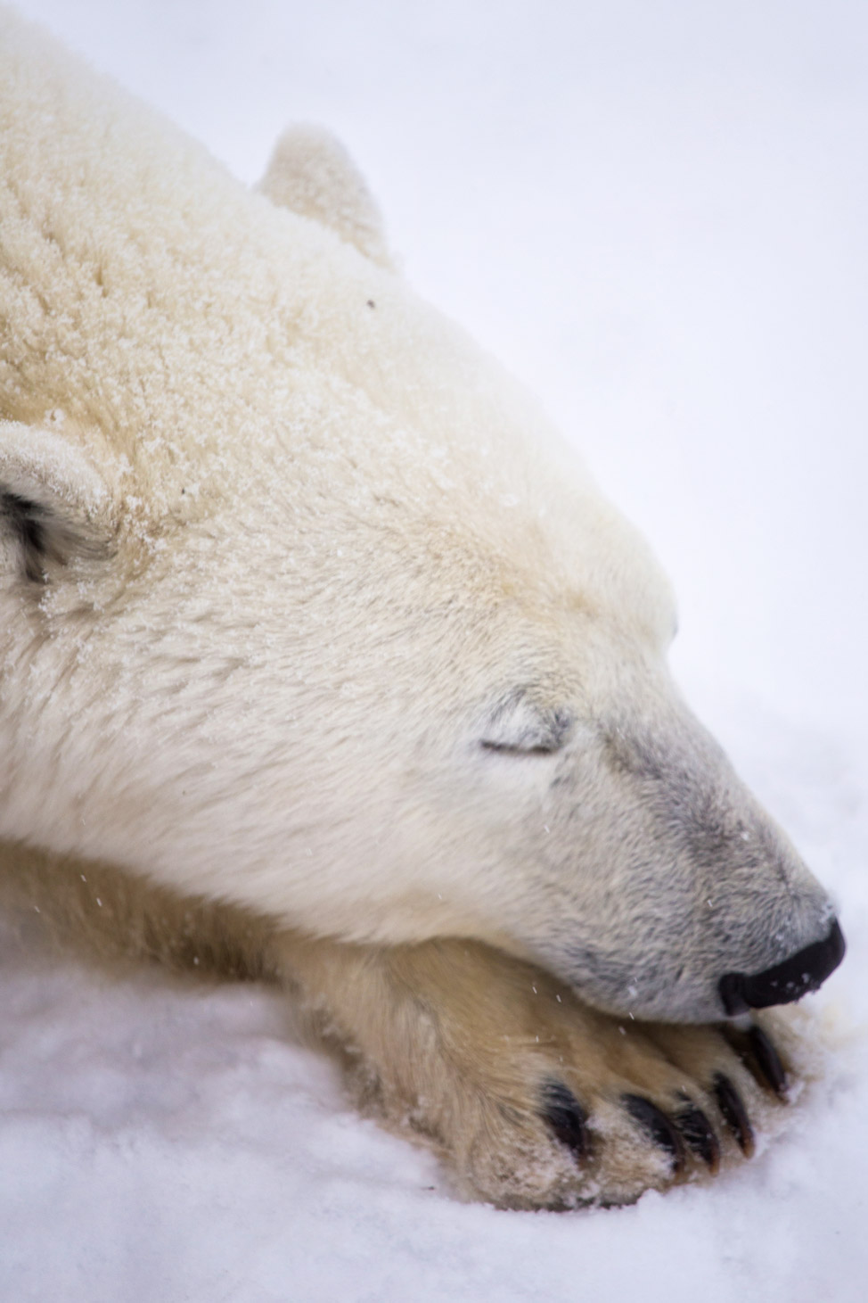 Polar Bear Nap