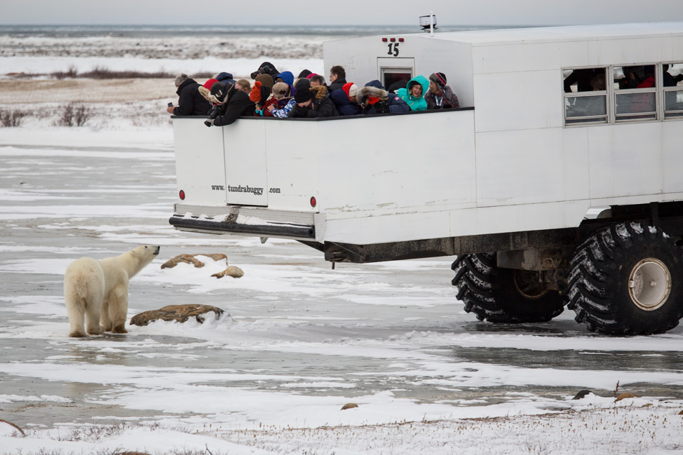 Polar Bear Smelling Tourists