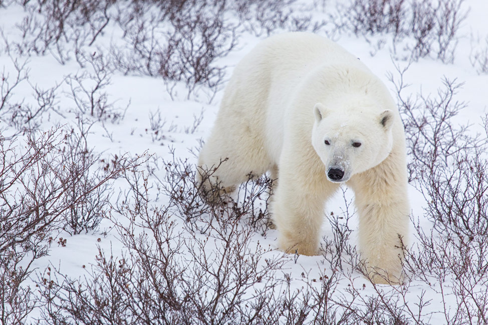 Polar Bear Stroll