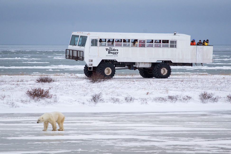 Polar Bear on Ice