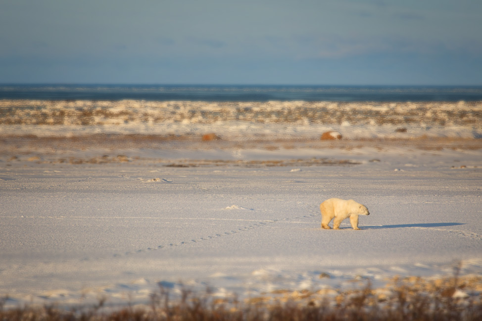 Lonely Polar Bear