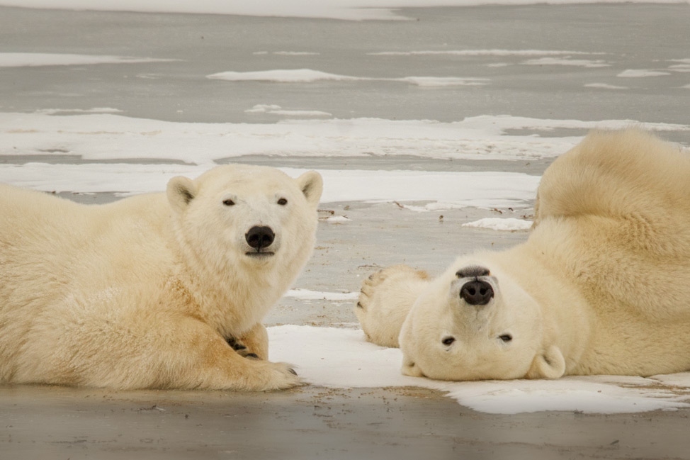 Brother Sister Polar Bears Posing