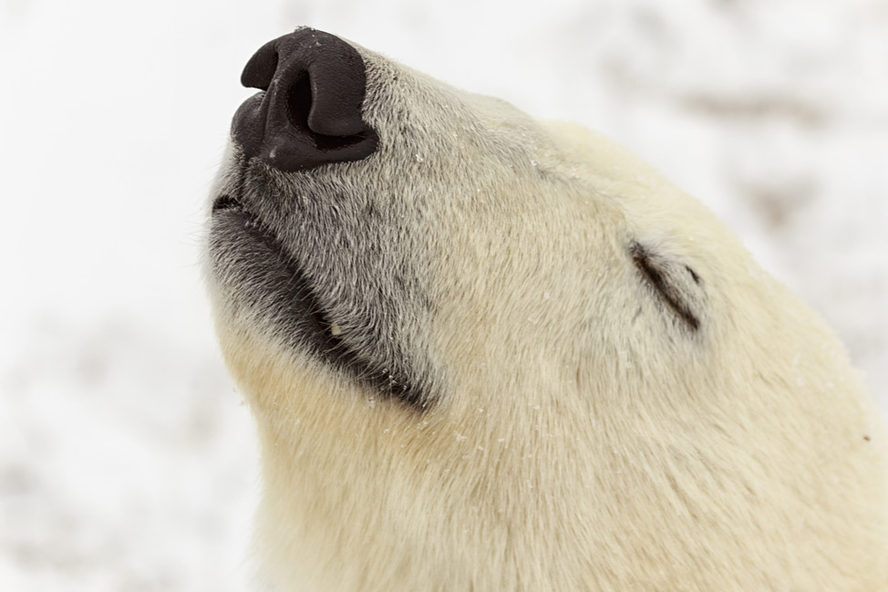 Polar Bear Smelling