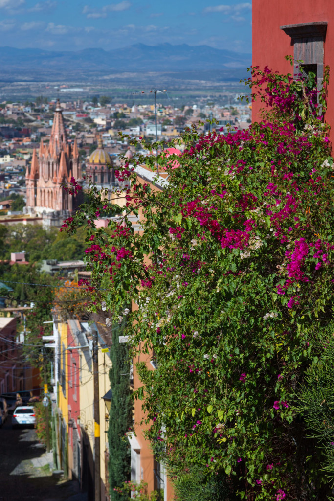 La Parroquia San Miguel de Allende - Flowers