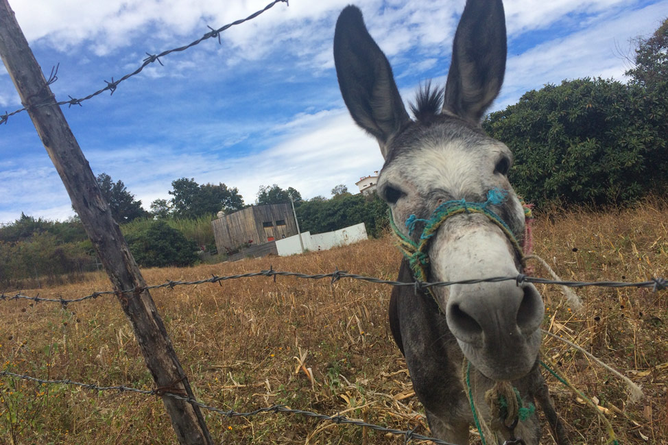 Harold the Donkey