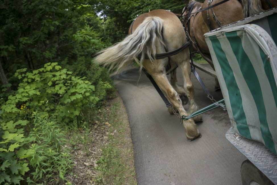 Horse Butts