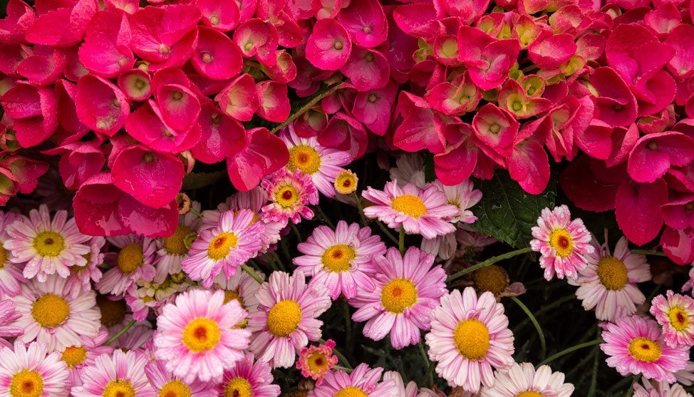 Photos from the Festival of Flowers thumbnail