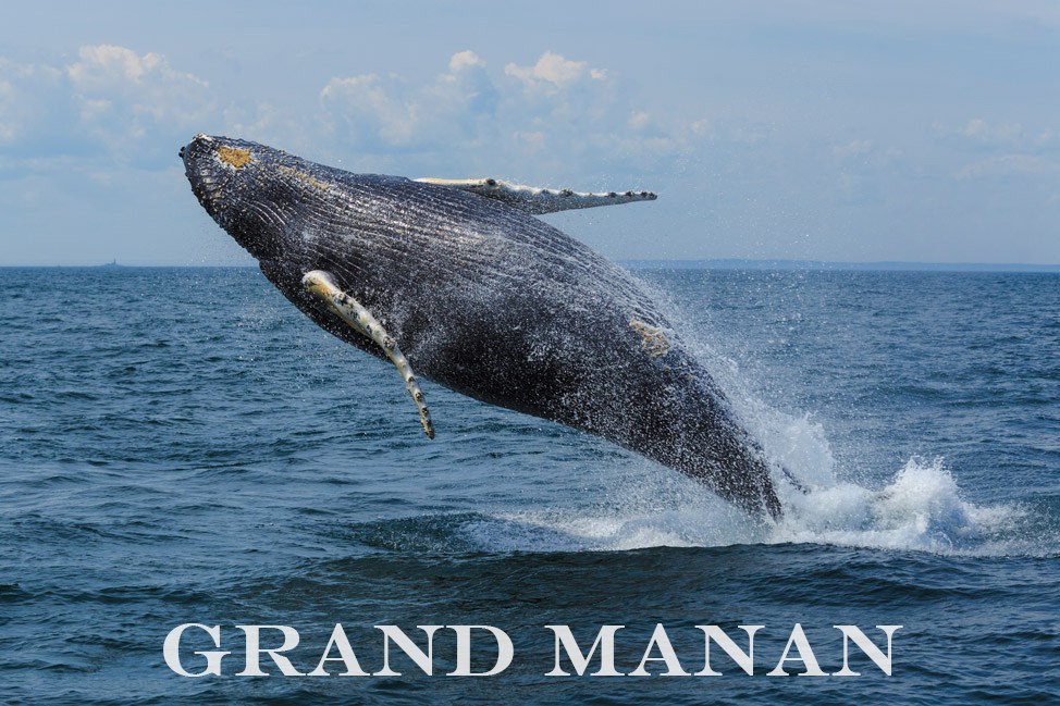 Grand Manan Whale Watching