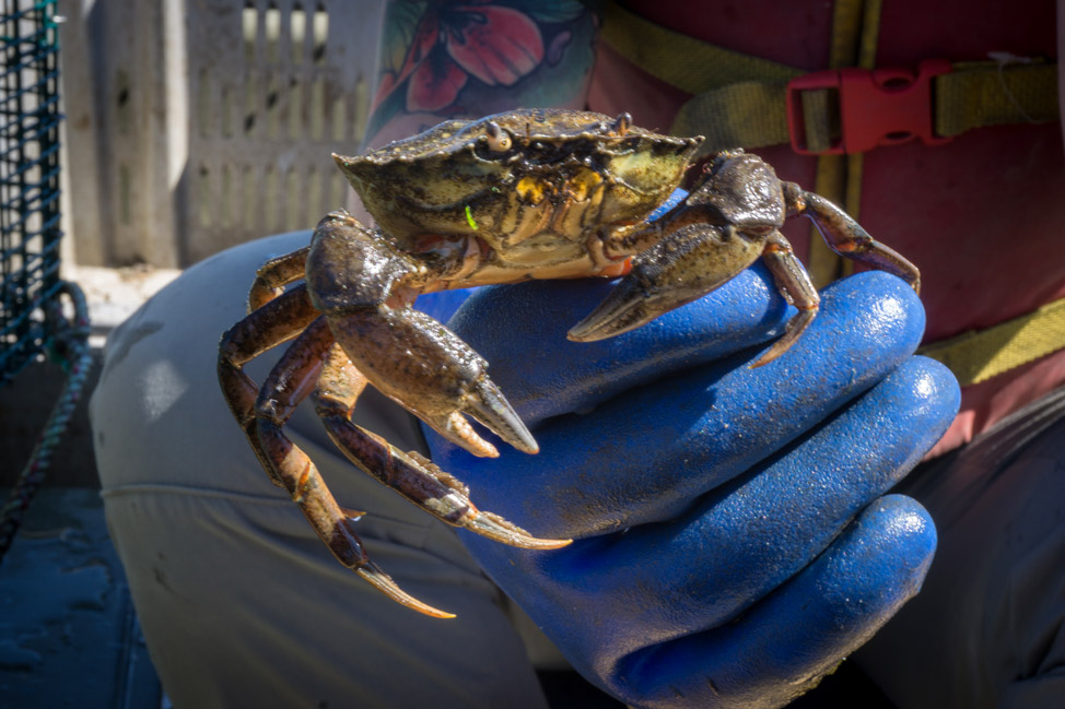 Gone Crabbin Kejimkujik National Park Seaside