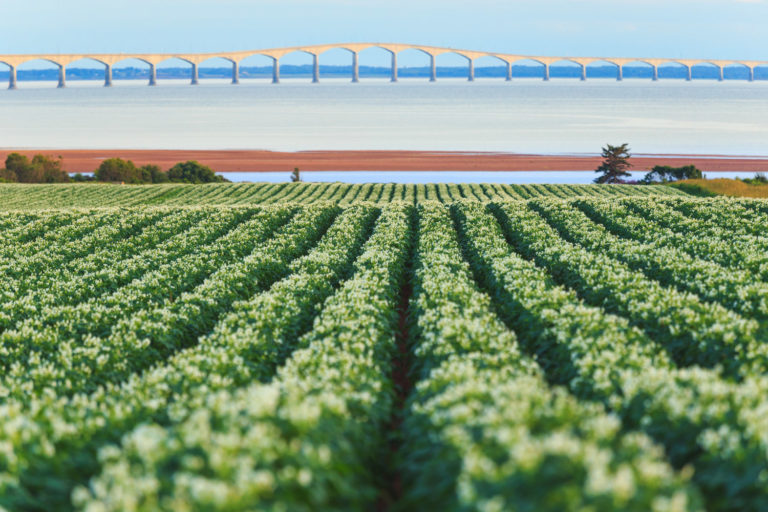 Postcards from Prince Edward Island