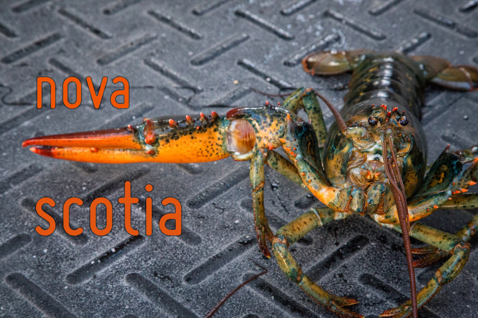 Nova Scotia Lobster