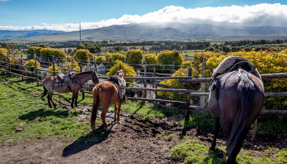 Back In the Saddle Again:  Horseback Riding in Ecuador thumbnail