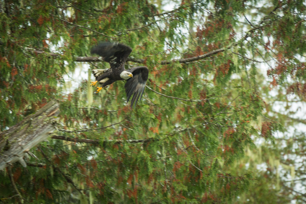 A bald-headed eagle takes off from a tree.