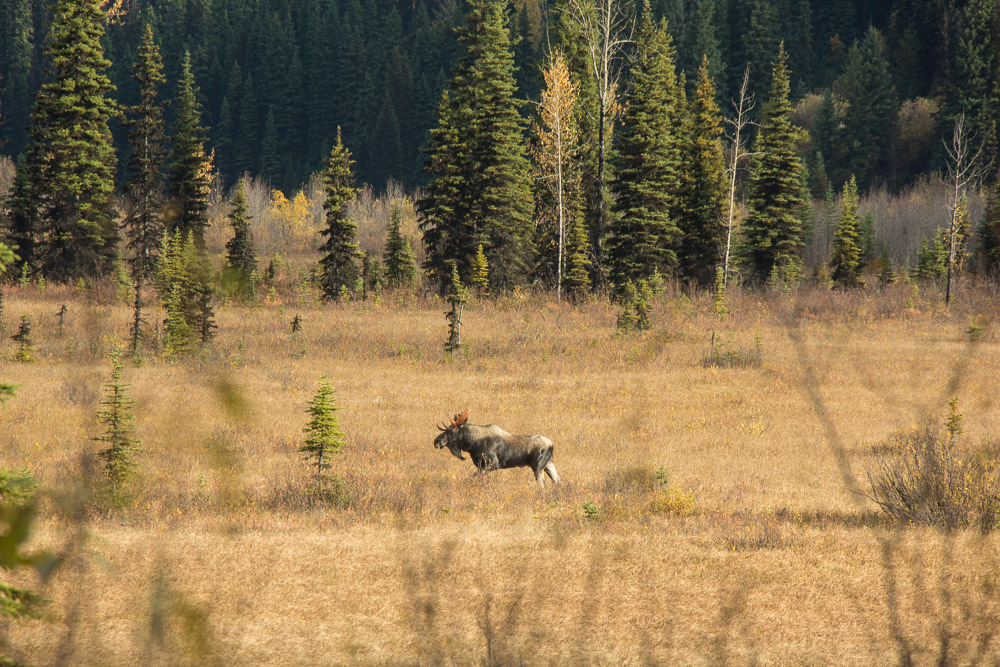 A bull moose in a pasture.