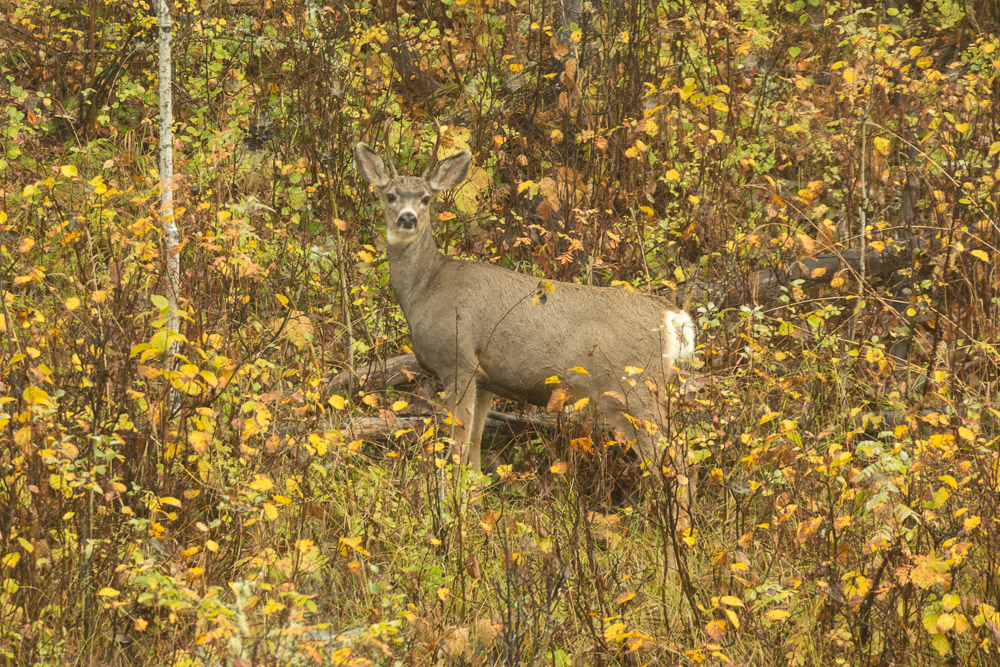 A deer blends into the autumn foliage.