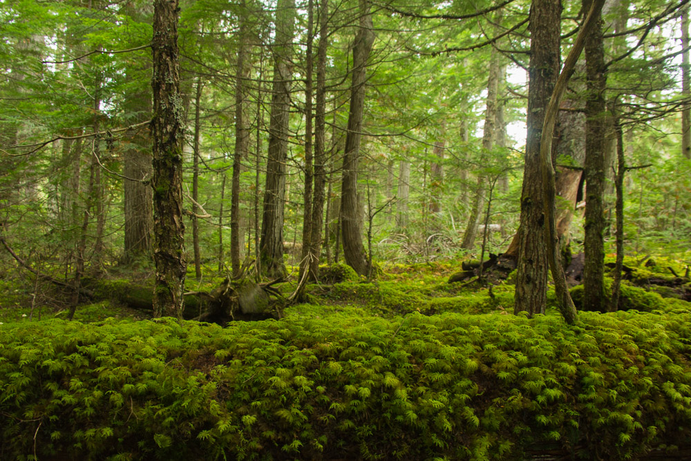 Lichen growth in a forest