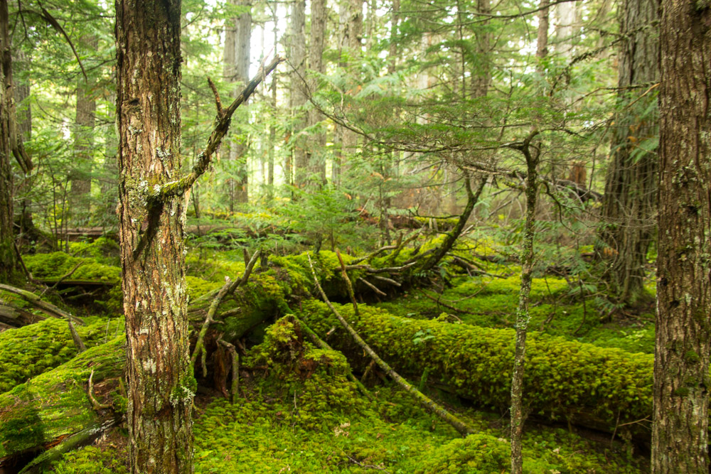 Lush green forest