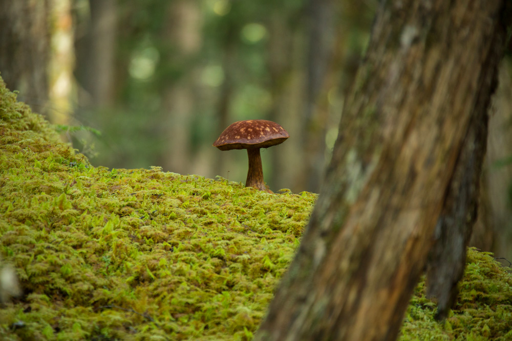 Bowron Mushrooms