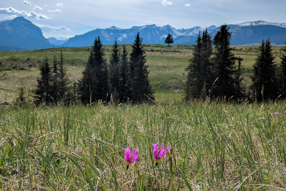 Mountain Prairie