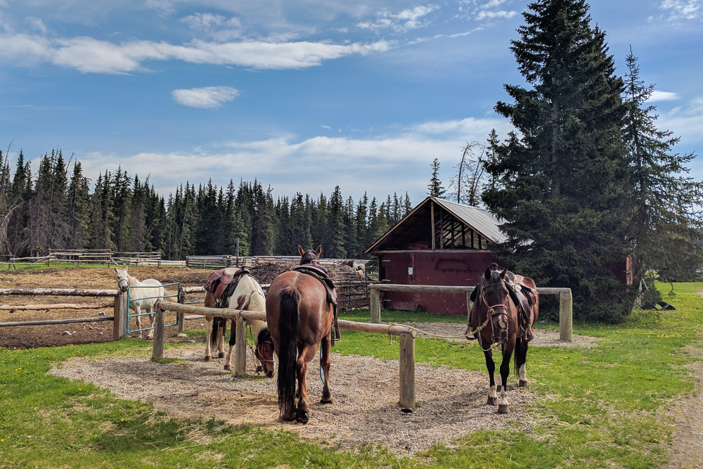 Sunset Guiding Horses