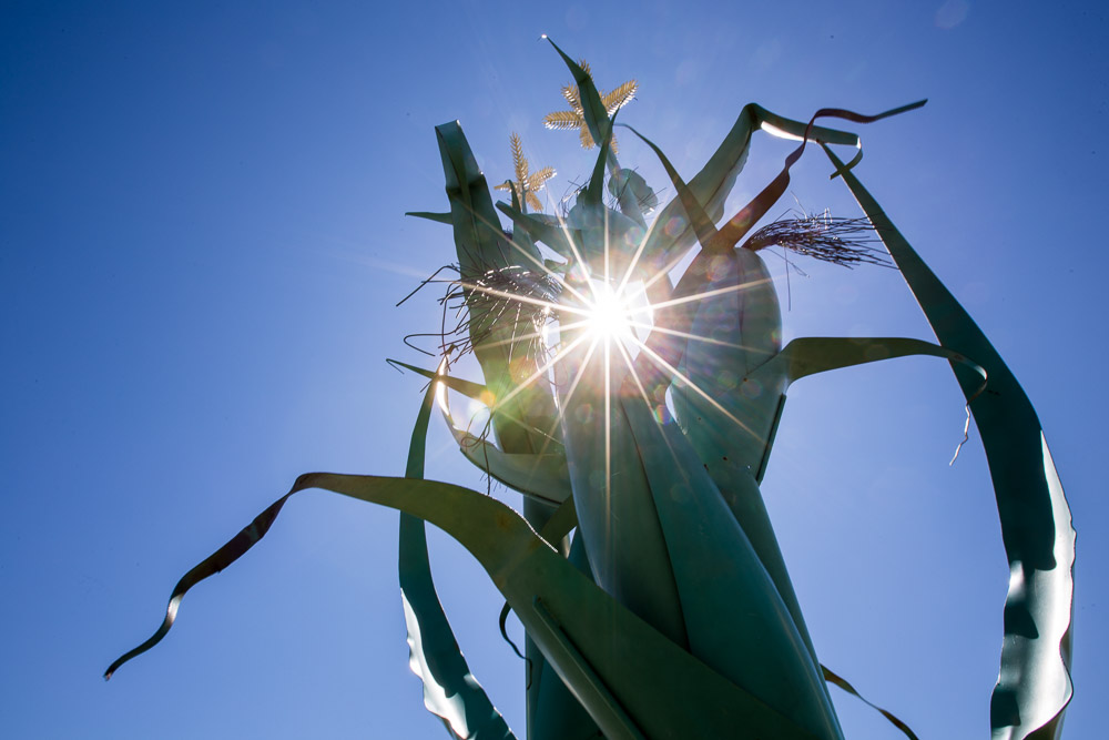 Giant-Corn-Stalk-Taber