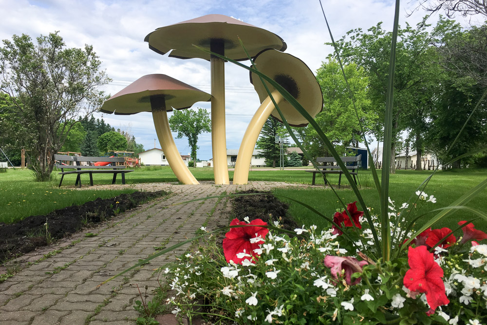 World-Largest-Mushrooms-Vilna